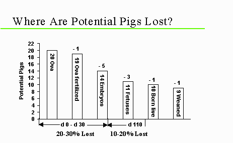 Where Are Potential Pigs Lost?