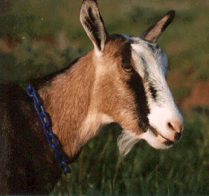 Goat Photo