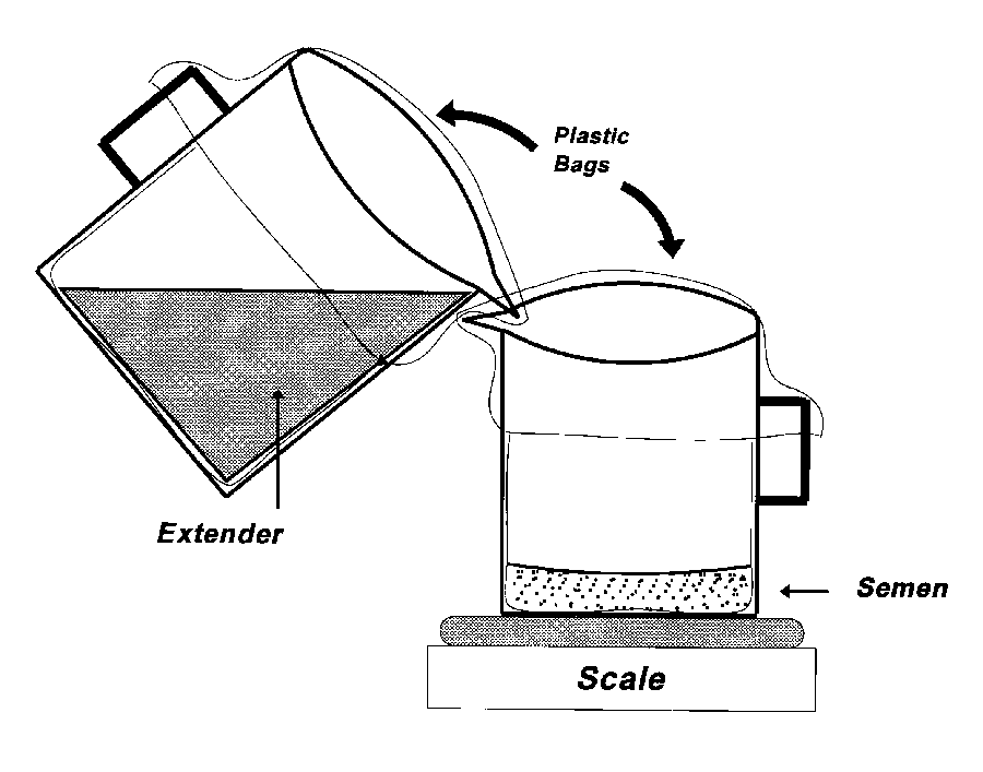 Figure 2 - Pour the extender into the flask containing the semen