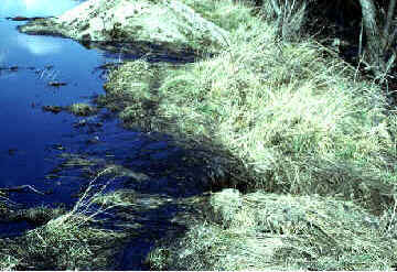 image #1 - lagoon berm failure