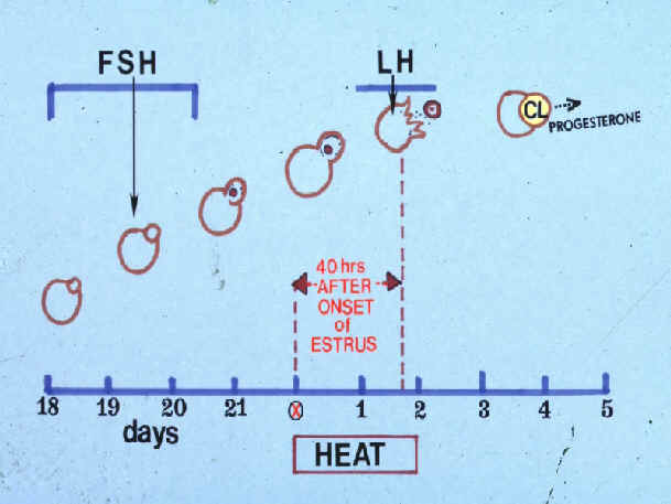 Swine Heat Cycle Chart