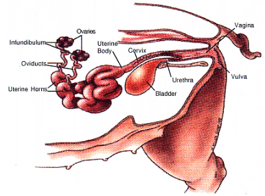 Sow Anatomy